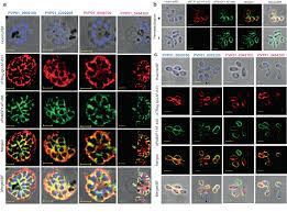 Attēlu rezultāti vaicājumam “Siphoptychium violaceum plasmodium”