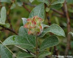 Attēlu rezultāti vaicājumam “Rhabdophaga rosaria”