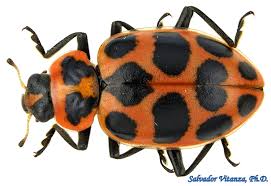 Attēlu rezultāti vaicājumam “Coccinellidae”
