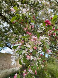 Attēlu rezultāti vaicājumam “Malus”