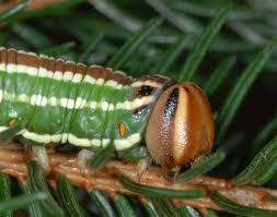 Attēlu rezultāti vaicājumam “Sphinx pinastri larva”