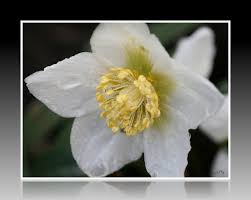 Image result for Christrose