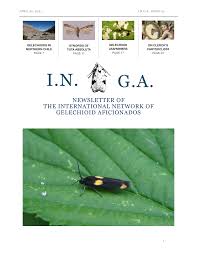 Attēlu rezultāti vaicājumam “Agonopterix hypericella”