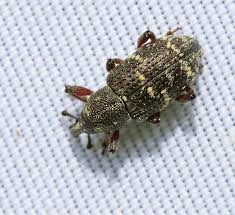 Attēlu rezultāti vaicājumam “Hylobius pinastri”