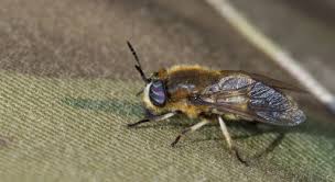 Attēlu rezultāti vaicājumam “Heptatoma pellucens”