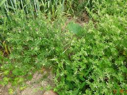 Image result for Storchschnäbel