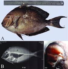 Image result for Acanthurus xanthopterus