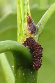 Attēlu rezultāti vaicājumam “Populus x lettland”