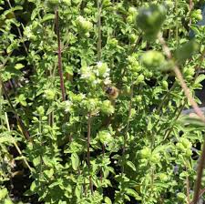 Attēlu rezultāti vaicājumam “Origanum vulgare bud”