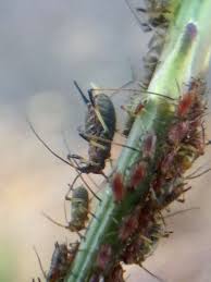 Attēlu rezultāti vaicājumam “Uroleucon hypochoeridis”