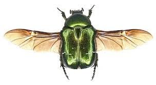 Attēlu rezultāti vaicājumam “Cetonia aurata imago”