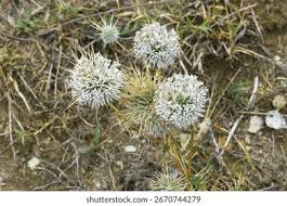 Image result for Echinops spaerocephalus