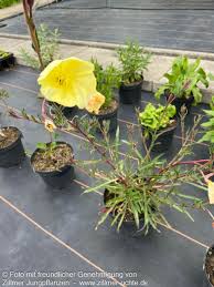 Image result for Oenothera odorata