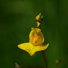 Attēlu rezultāti vaicājumam “Utricularia x neglecta flower”