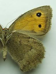 Attēlu rezultāti vaicājumam “Hyponephele lycaon male”