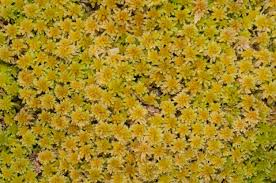 Attēlu rezultāti vaicājumam “Sphagnum magellanicum”