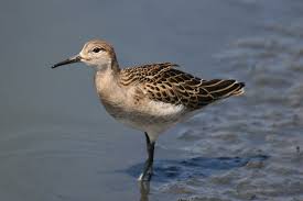 Attēlu rezultāti vaicājumam “Philomachus pugnax”