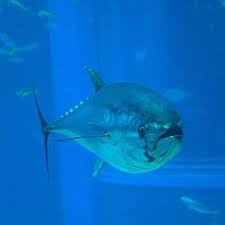 Image result for Thunnus atlanticus