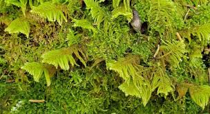 Attēlu rezultāti vaicājumam “Ptilium crista-castrensis sporophyte”