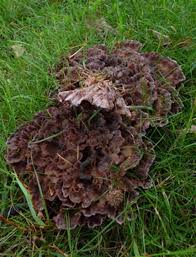 Image result for Podoscypha multizonata