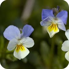 Attēlu rezultāti vaicājumam “Viola arvensis flower”