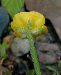 Attēlu rezultāti vaicājumam “Ranunculus repens flower”