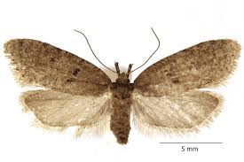 Attēlu rezultāti vaicājumam “Semioscopis avellanella imago”