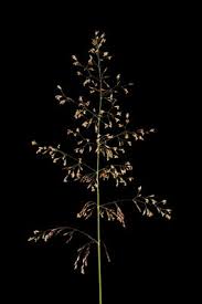 Attēlu rezultāti vaicājumam “Agrostis capillaris”