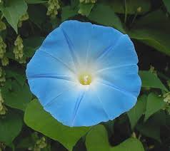 Image result for Ipomoea Heavenly Blue
