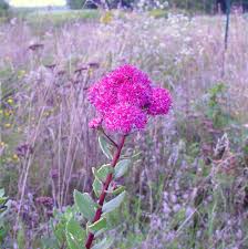 Attēlu rezultāti vaicājumam “Hylotelephium telephium flower”