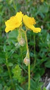 Attēlu rezultāti vaicājumam “Helianthemum nummularium fruit”