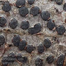 Attēlu rezultāti vaicājumam “Diatrype disciformis”