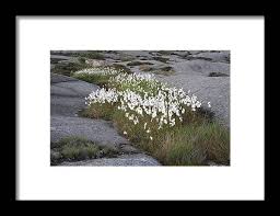 Attēlu rezultāti vaicājumam “Eriophorum angustifolium flower”