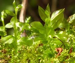 Attēlu rezultāti vaicājumam “Acrocarpous mosses”