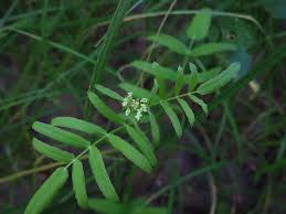 Attēlu rezultāti vaicājumam “Sium latifolium flower”