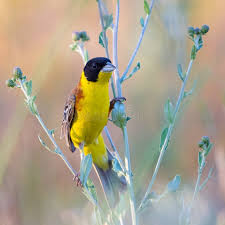 Image result for Emberiza melanocephala