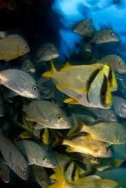 Image result for Haemulon album