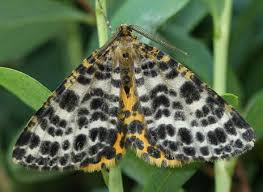 Attēlu rezultāti vaicājumam “Arichanna melanaria”