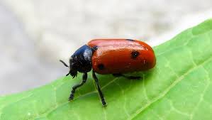 Attēlu rezultāti vaicājumam “Clytra quadripunctata”