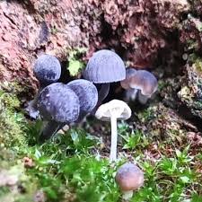 Attēlu rezultāti vaicājumam “Mycena pseudocorticola”