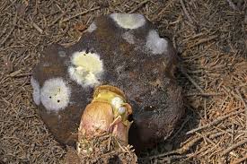 Attēlu rezultāti vaicājumam “Hypomyces chrysospermus”