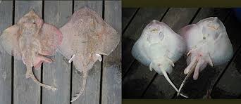 Image result for Amblyraja radiata