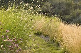 Attēlu rezultāti vaicājumam “Festuca altissima flower”