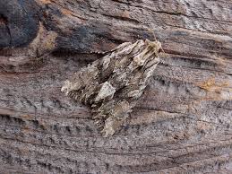 Attēlu rezultāti vaicājumam “Apamea monoglypha”