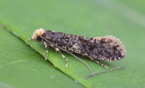 Attēlu rezultāti vaicājumam “Monopis weaverella”