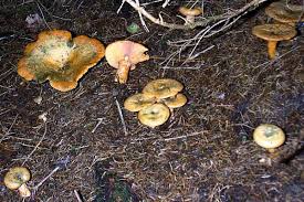 Attēlu rezultāti vaicājumam “Lactarius deterrimus”