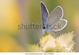 Attēlu rezultāti vaicājumam “Cupido minimus”