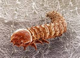 Attēlu rezultāti vaicājumam “Pieris brassicae underside”