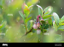 Attēlu rezultāti vaicājumam “Vaccinium uliginosum flower”