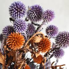 Attēlu rezultāti vaicājumam “Echinops sphaerocephalus flower”
